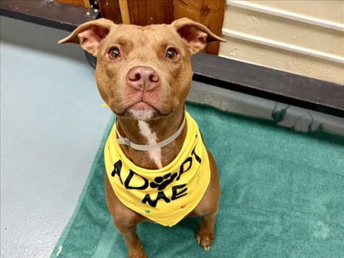 Photo of Rowan, adoptable Labrador Retriever in Houston, Texas