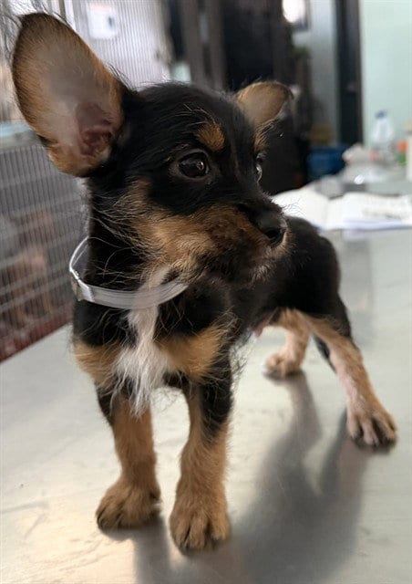 Photo of A5800850, adoptable Terrier in Lancaster, California
