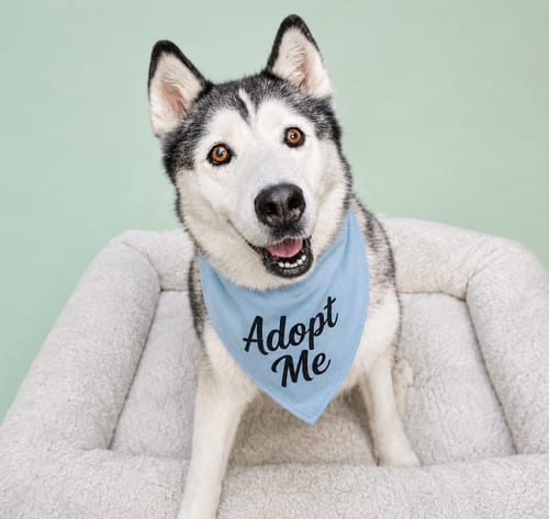 Photo of Lilo, adoptable Siberian Husky in Inglewood, California