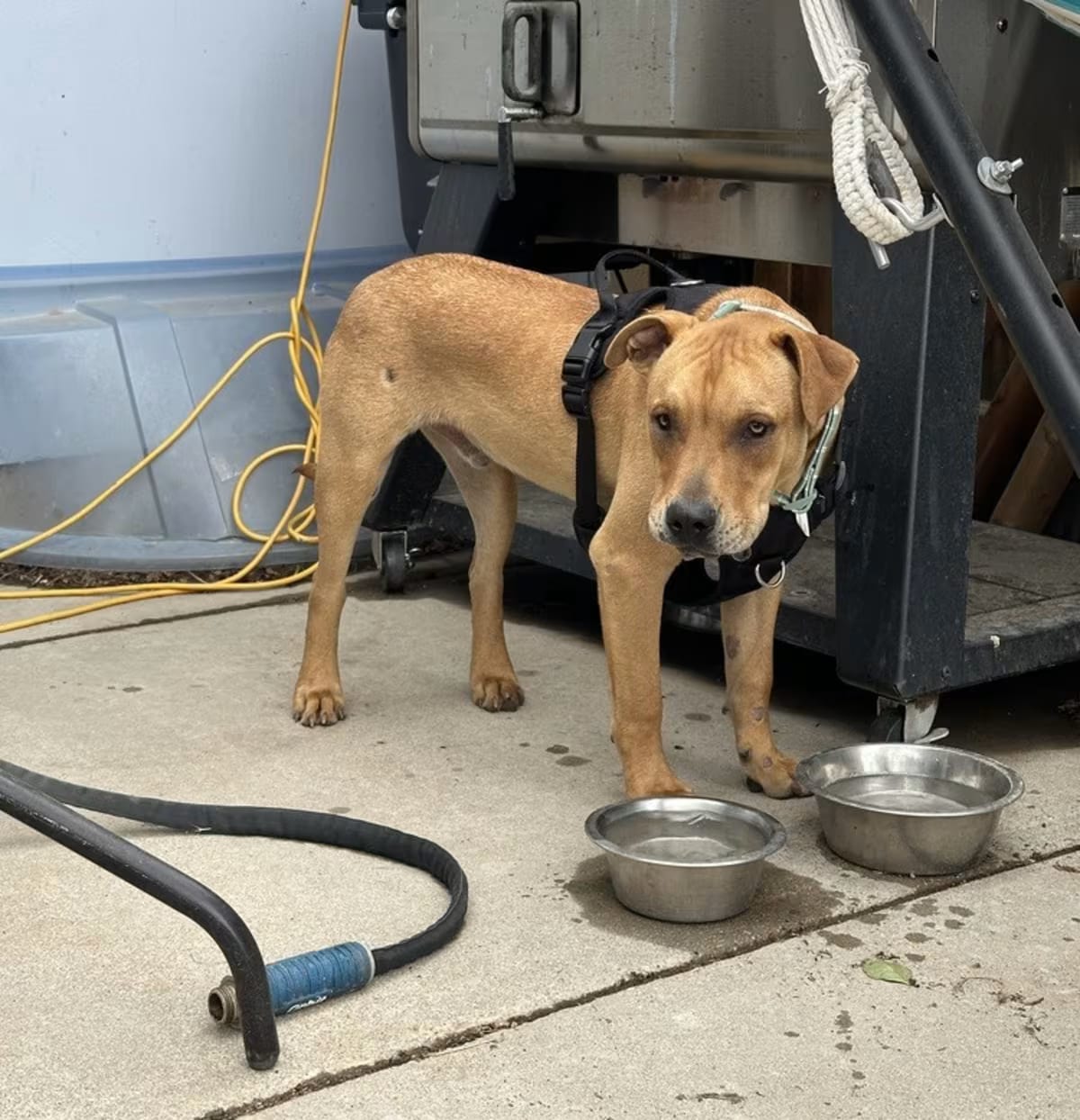 Photo of Copper, adoptable Labrador Retriever in Colorado Springs, Colorado