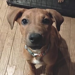 Photo of Cody, adoptable Mixed Breed (Medium) in Overland Park, Kansas