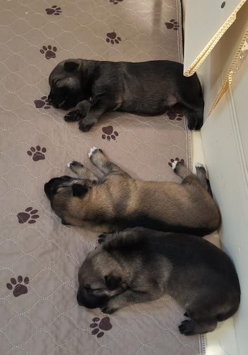 Photo of Grace's Litter [Weaning Hold], adoptable German Shepherd Dog in Kansas City, Missouri
