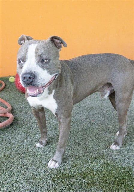 Photo of Ben, adoptable Pit Bull Terrier in Miami, Florida