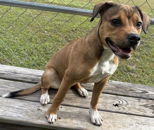 Photo of Pumpkin, adoptable Terrier in Panama City, Florida
