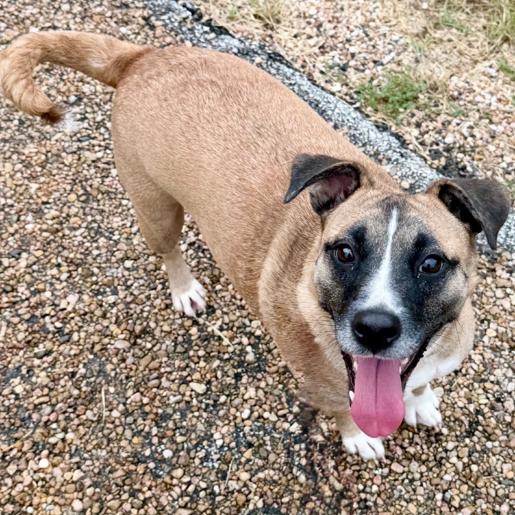 Photo of Monroe 26-03-116, adoptable Terrier in Bastrop, Texas