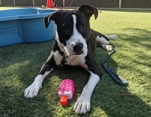 Photo of Mochi, adoptable Pit Bull Terrier in San Jose, California