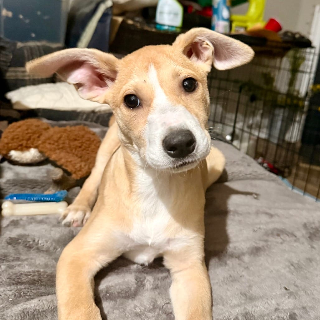 Photo of Kanga, adoptable Mixed Breed (Medium) in Fairfax Station, Virginia
