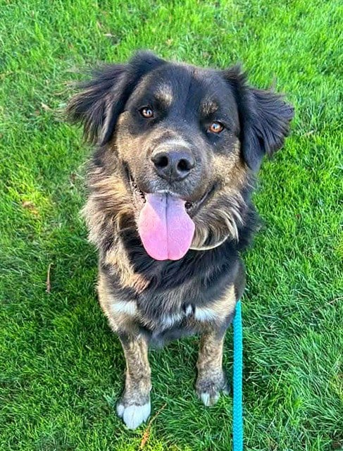 Photo of G.I Joe, adoptable Gordon Setter in Sacramento, California