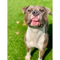 Photo of Runcible, adoptable Mixed Breed (Medium) in Munster, Indiana