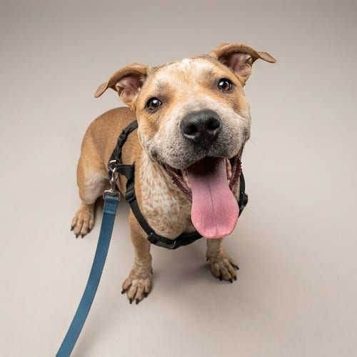 Photo of Shade, adoptable Terrier in Vail, Arizona