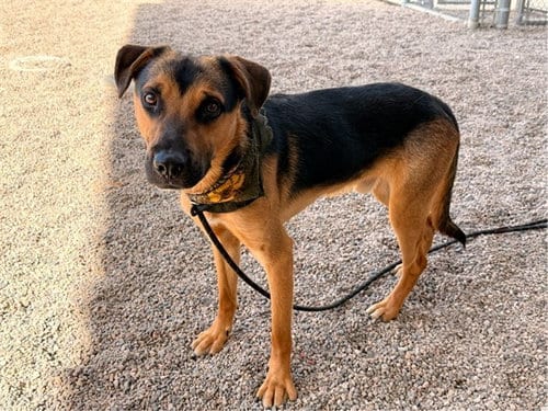 Photo of Buddy, adoptable German Shepherd Dog in Mesa, Arizona