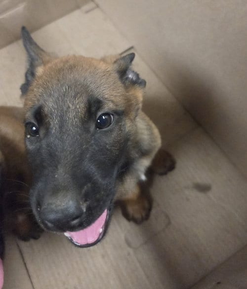 Photo of Emery, adoptable German Shepherd Dog in Van Nuys, California