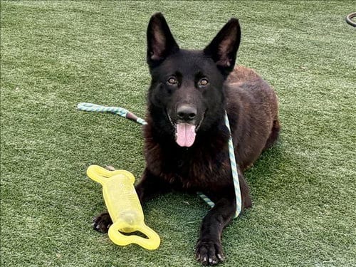 Photo of Don, adoptable German Shepherd Dog in San Pedro, California