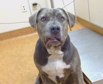 Photo of Bumpette, adoptable Mastiff in Sacramento, California