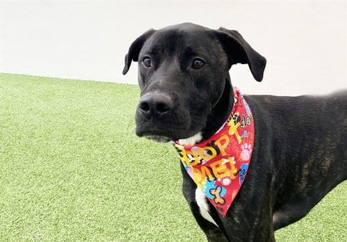 Photo of Fendi, adoptable Labrador Retriever in Ft Lauderdale, Florida
