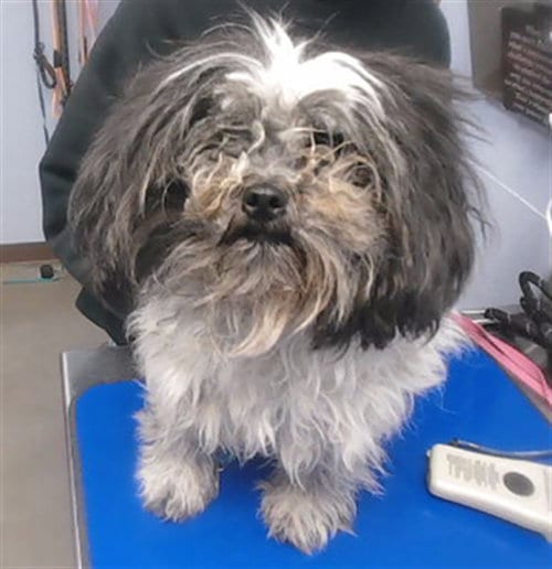 Photo of Judy, adoptable Shih Tzu in Phoenix, Arizona