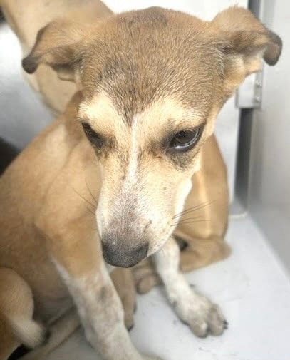 Photo of Samantha, adoptable German Shepherd Dog in Houston, Texas