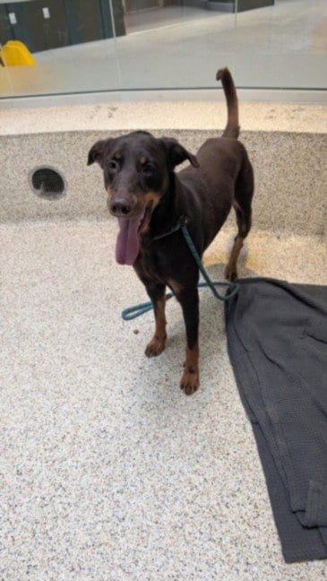 Photo of Hersheys, adoptable Doberman Pinscher in Los Angeles, California