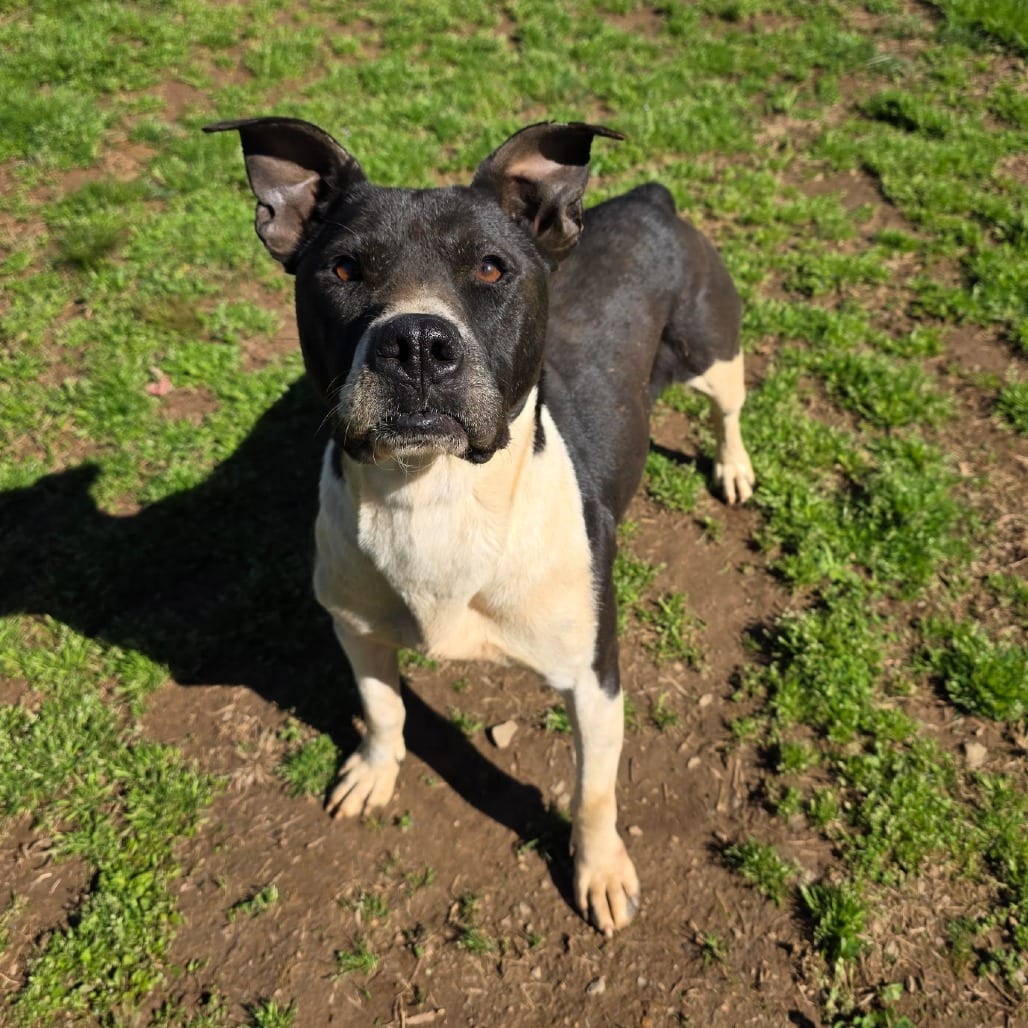 Photo of Banjo, adoptable Terrier / Mix