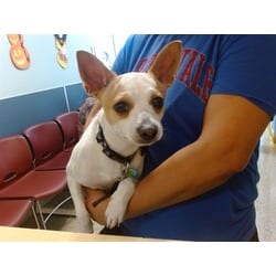 Photo of Coco, adoptable Chihuahua in Doral, Florida