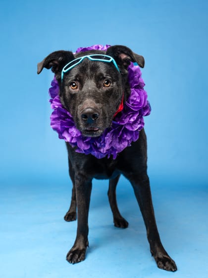 Photo of Taz, adoptable dog in Atlanta, Georgia