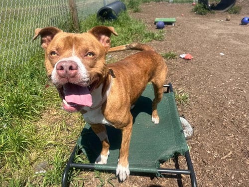 Photo of Anakin, adoptable Pit Bull Terrier in McKinleyville, California