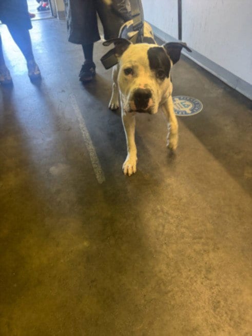 Photo of Milky, adoptable Pit Bull Terrier in Los Angeles, California
