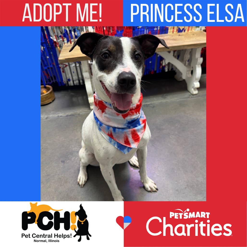 Photo of Princess Elsa, adoptable Catahoula Leopard Dog / Mix in Normal, Illinois