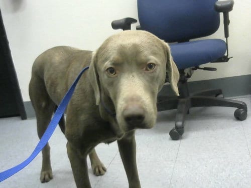 Photo of Koi, adoptable Weimaraner in Big Bear City, California