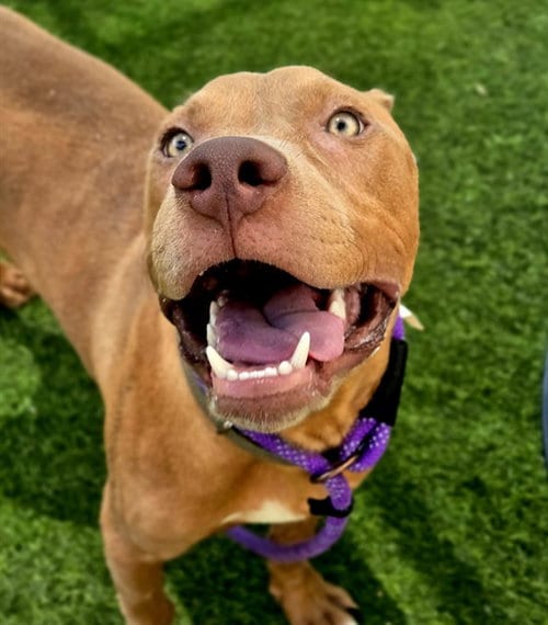 Photo of Butterball, adoptable American Pit Bull Terrier in Phoenix, Arizona