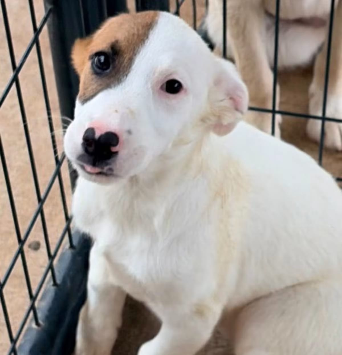 Photo of Libby, adoptable Mixed Breed (Medium) in Batesville, Arkansas