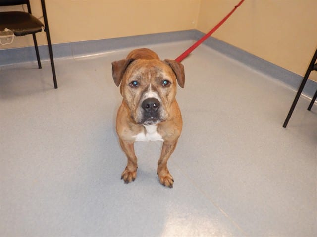 Photo of Senior Pit Bull Terrier, adoptable Pit Bull Terrier in San José, California