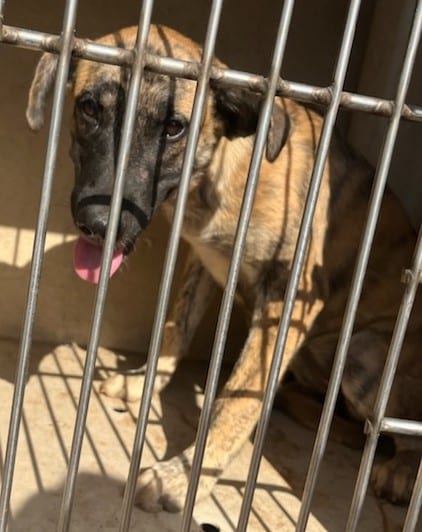 Photo of Gemma, adoptable Hound mix in Oklahoma City, Oklahoma
