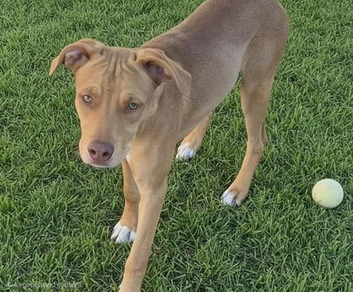 Photo of Pugsly, adoptable Pit Bull Terrier in Albuquerque, New Mexico