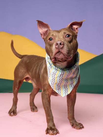Photo of Drax, adoptable dog in Atlanta, Georgia