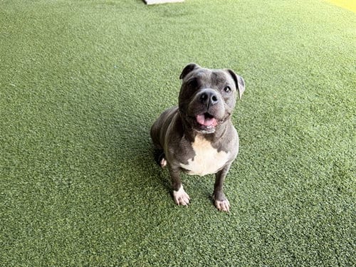 Photo of Sox, adoptable Pit Bull Terrier in Garland, Texas