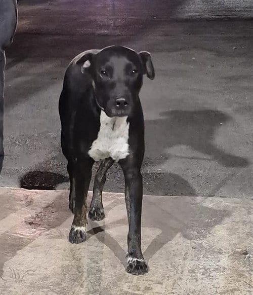 Photo of Persephone, adoptable American Staffordshire Terrier in San Antonio, Texas