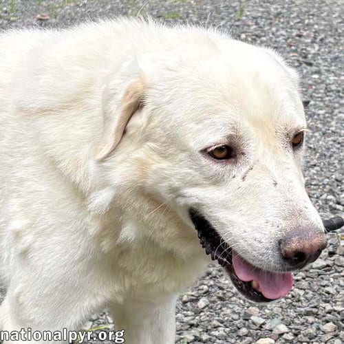 Photo of Yukon in NJ - Gentle, Sweet & Quiet, adoptable Great Pyrenees in Beacon, New York