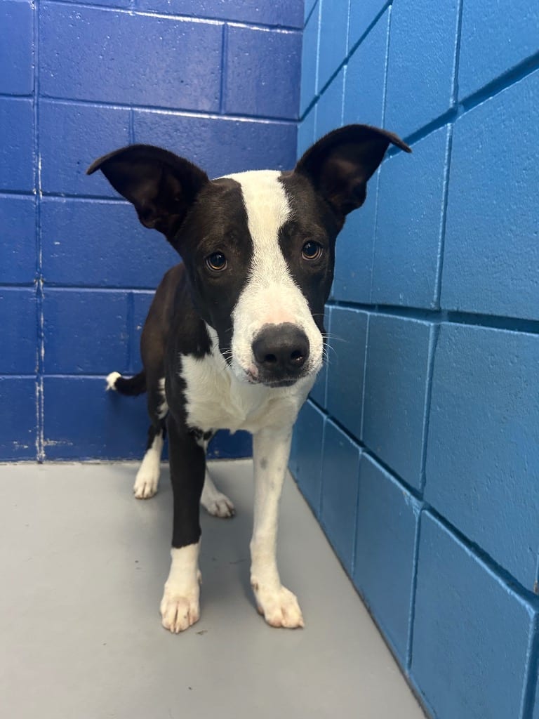 Photo of Lego, adoptable Labrador Retriever in Hartsville, South Carolina