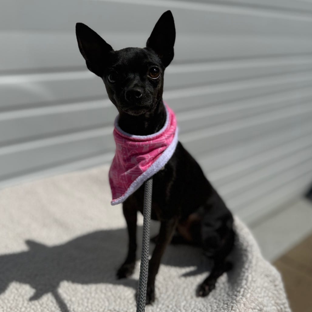 Photo of Rayne, adoptable Chihuahua / Mixed Breed (Small) in Newberg, Oregon