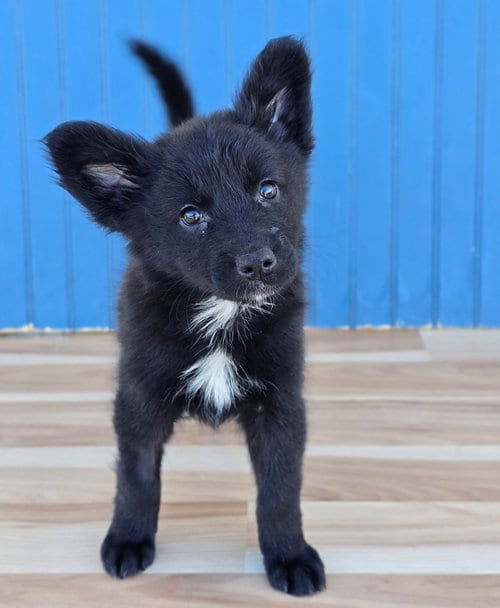 Photo of Vanilla, adoptable Husky in Sedalia, Colorado
