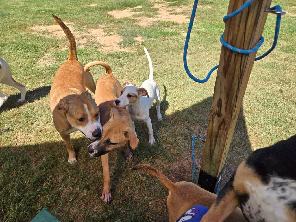 Photo of Raven, adoptable Mixed Breed in Douglasville, Georgia