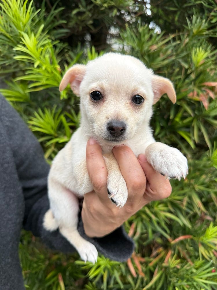 Photo of Sugar, adoptable Chihuahua in Eugene, Oregon