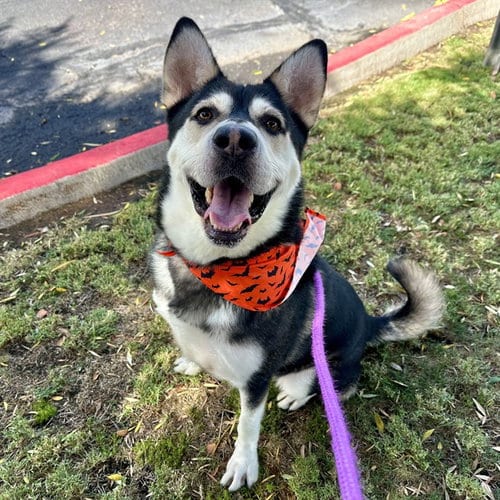 Photo of Almondo, adoptable Siberian Husky in Mesa, Arizona