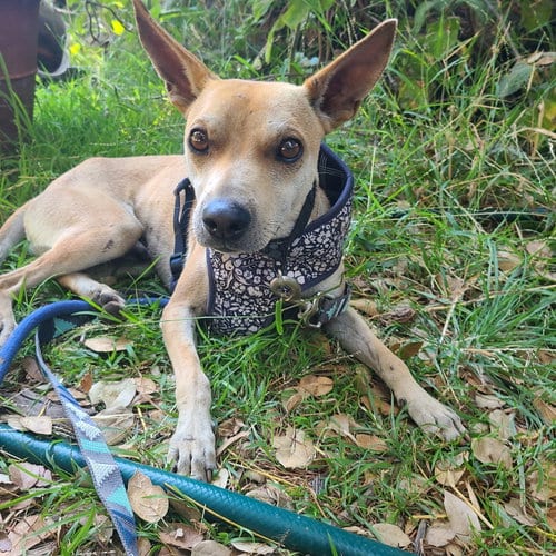 Photo of Sonny, adoptable Basenji in Los Angeles, California