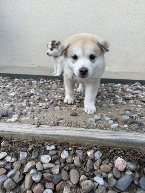 Photo of Red puppy - Sundance, adoptable Siberian Husky in Cedar Crest, New Mexico