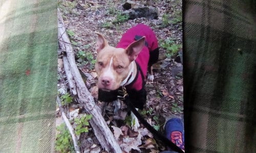 Photo of Athena, adoptable American Pit Bull Terrier in Front Royal, Virginia