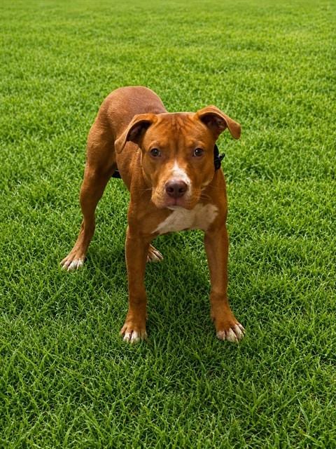 Photo of Wells, adoptable Pit Bull Terrier in Forestville, Maryland