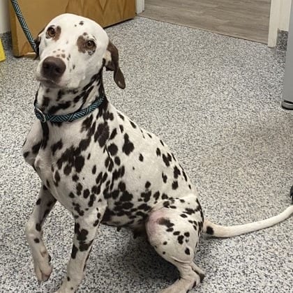 Photo of Dotty, adoptable Dalmatian / Mixed Breed (Medium) in East Hanover, New Jersey