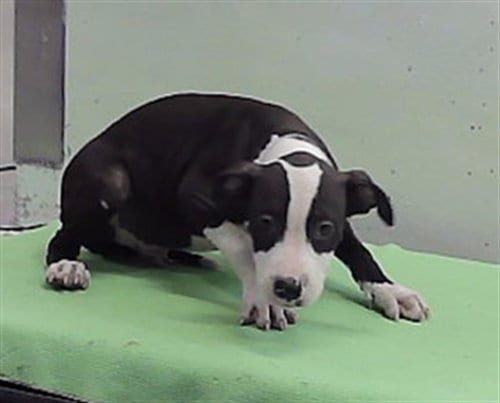 Photo of A2101602, adoptable Staffordshire Bull Terrier in Houston, Texas